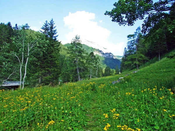 Alpine Pastures Meadows Saminatal Alpine Valley Liechtenstein Alps Mountain Massiv — Stock Photo, Image