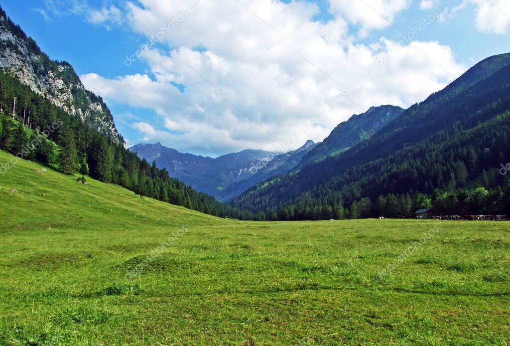 Alpine pastures and meadows in the Saminatal alpine valley, and in the Liechtenstein Alps mountain massiv - Steg, Liechtenstein