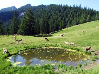 Lihtenştayn Alp Dağları yamaçlarında ve Saminatal Alp Vadisi 'nde Steg, Lihtenştayn