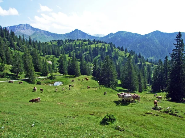 Vacas Nos Prados Pastagens Nas Encostas Cordilheira Dos Alpes Liechtenstein — Fotografia de Stock