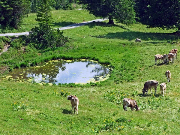 Cows Meadows Pastures Slopes Liechtenstein Alps Mountain Range Saminatal Alpine — Stock Photo, Image