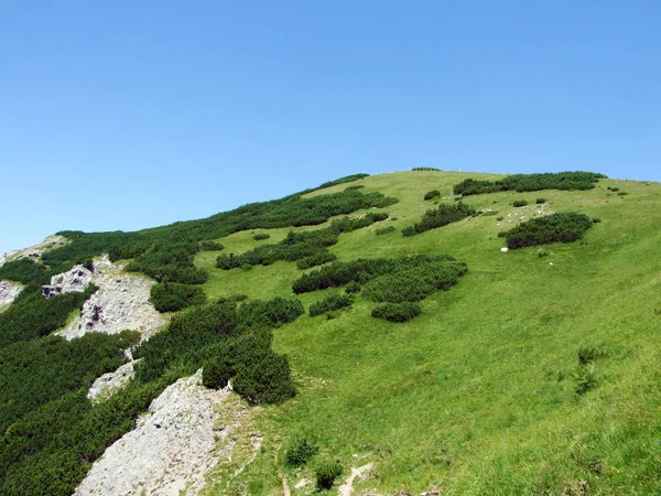 Grassy Alpine Mountain Peak Schonberg Schoenberg Saminatal Alpine Valley Liechtenstein — Φωτογραφία Αρχείου