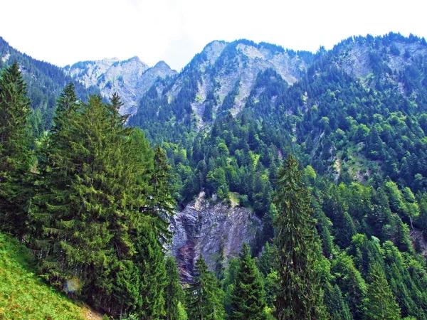 Bundner Herrschaft (Buendner Herrschaft) bölgesinde Alplerin yamaçlarında bulunan karışık ormanlar ve seyreltilmiş ağaçlar, Mainfeld - Grisonlar Kantonu (Graubunden veya Graubuenden), İsviçre