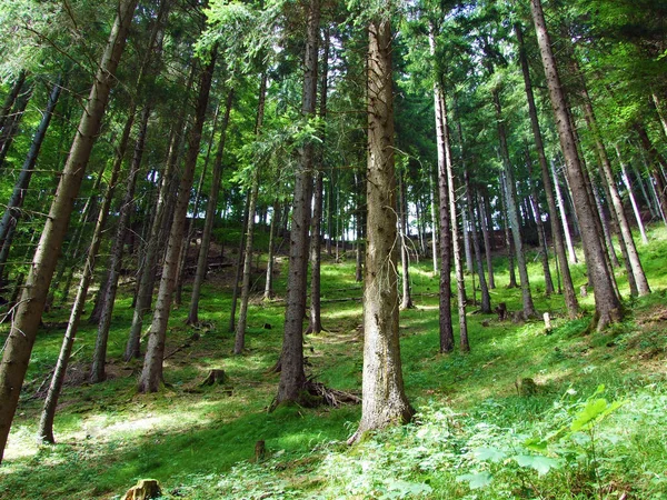 Bundner Herrschaft (Buendner Herrschaft) bölgesinde Alplerin yamaçlarında bulunan karışık ormanlar ve seyreltilmiş ağaçlar, Mainfeld - Grisonlar Kantonu (Graubunden veya Graubuenden), İsviçre