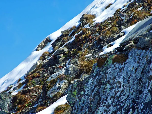 Первый Снег Границе Ратиконом Альпийский Горный Массив Raetikon Grenzmassiv Над — стоковое фото