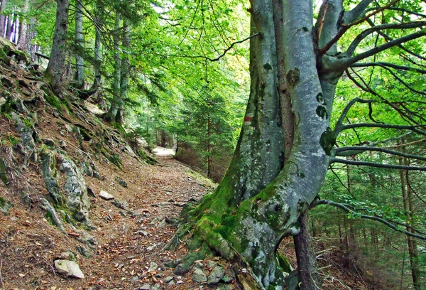 Senderismo Marcado Senderos Para Caminar Macizo Montaña Fronterizo Ratikon Ratikon —  Fotos de Stock