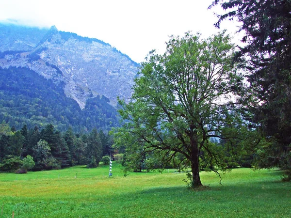 Bosques Mixtos Árboles Diluidos Las Laderas Los Alpes Región Bundner —  Fotos de Stock