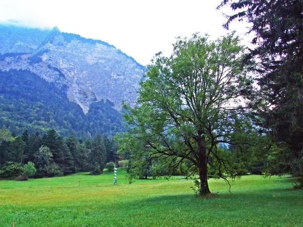 Smíšené Lesy Ztenčené Stromy Svazích Alp Oblasti Bundner Herrschaft Nebo — Stock fotografie