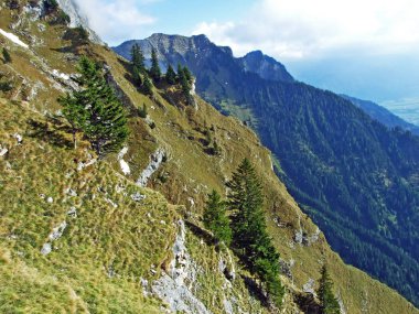Evergreen bitki örtüsü ve nadiren düşük kozalaklı çalılıklar Ratikon sınır dağ kütlesi veya Raetikon, Mainfeld - Grisonlar Kantonu (Graubunden veya Graubuenden), İsviçre