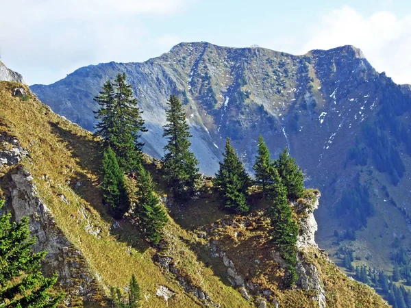 緑豊かな植生とRatikon国境の山塊やRaetikon Mainfeldの斜面にはほとんど針葉樹の低木 グリソンのカントン グラウブデンデンまたはグラウブデンデン スイス — ストック写真