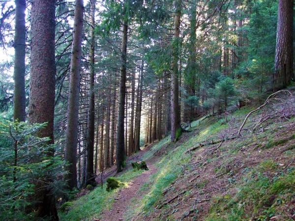 Sentiers Randonnée Randonnée Balisés Sur Massif Montagneux Frontalier Ratikon Raetikon — Photo