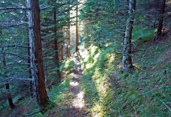 Markierte Wander Und Spazierwege Grenzbergmassiv Ratikon Oder Raetikon Grenzmassiv Mainfeld — Stockfoto