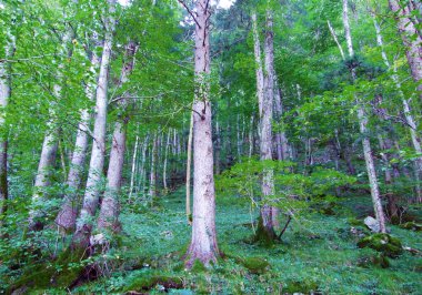 Ratikon sınır dağ kitlesi veya Raetikon yamaçlarındaki karışık ormanlar ve seyreltilmiş ağaçlar ve Ren Vadisi, Mainfeld - Grisonlar Kantonu (Graubunden veya Graubuenden), İsviçre