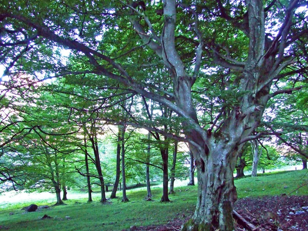 Florestas Mistas Árvores Desbastadas Nas Encostas Maciço Montanhoso Fronteiriço Ratikon — Fotografia de Stock