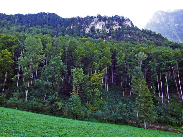 Ratikon Sınır Dağ Kitlesi Veya Raetikon Yamaçlarındaki Karışık Ormanlar Seyreltilmiş — Stok fotoğraf