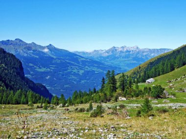 Ratikon sınır dağ kütlesi veya Raetikon, Mainfeld - Grisonlar Kantonu (Graubunden veya Graubuenden) yamaçlarındaki Evergreen ormanı veya kozalaklı ağaçlar, İsviçre