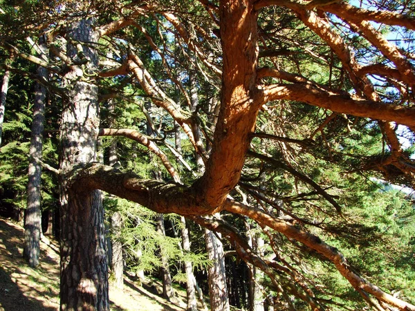 Вечно Зеленый Лес Хвойные Деревья Склонах Пограничной Горы Ратиф Ребеншон — стоковое фото