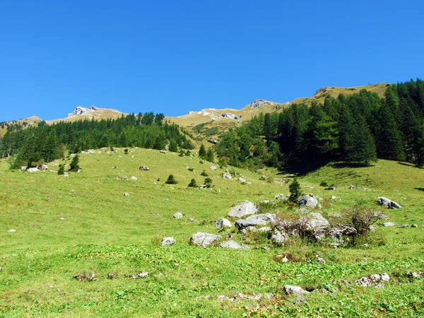 Pastos Alpinos Macizo Montaña Alpino Fronterizo Ratikon Ratikon Grenzmassiv Oder —  Fotos de Stock