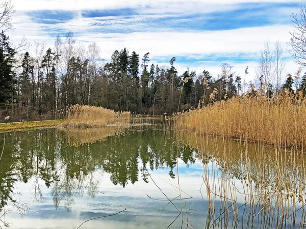 Природний Заповідник Невелике Озеро Румензе Або Rumensee Pond Oder Naturschutzgebiet — стокове фото