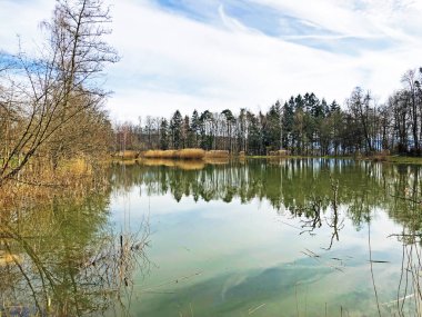 Doğa rezervi küçük Rumensee gölü veya Rumensee göleti oder Naturschutzgebiet Rumensee, Kusnacht am Zurichsee (veya Kuesnacht am Zuerichsee) - Zürih Kantonu