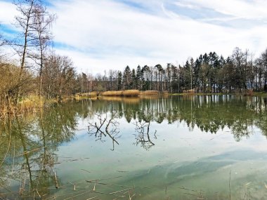 Doğa rezervi küçük Rumensee gölü veya Rumensee göleti oder Naturschutzgebiet Rumensee, Kusnacht am Zurichsee (veya Kuesnacht am Zuerichsee) - Zürih Kantonu