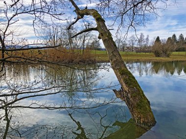 Küçük Schubelweiher Gölü (Schuebelweiher) veya Pond Schubelweiher, Kusnacht am Zurichsee (Kuesnacht am Zuerichsee) - Zürih Kantonu