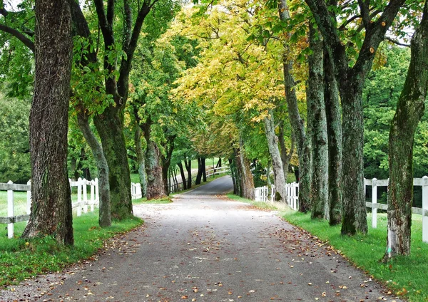 Road Avenue Park Lipica Stud Farm Sezana Slovenia — стоковое фото