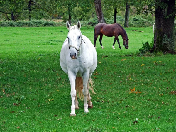 Lipizzahästar Lipica Stud Farm Eller Lipicanci Pasniku Kobilarne Mot Lipici — Stockfoto