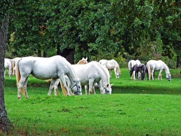 Lipizzan Horses Lipica Stud Farm Lipicanci Pasniku Kobilarne Lipici Sezana — Stock Photo, Image