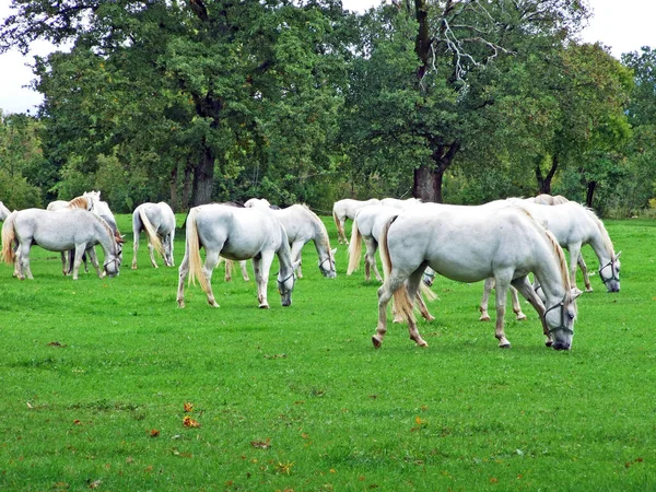 Caballos Lipizzan Granja Lipica Stud Lipicanci Pasniku Kobilarne Lipici Sezana —  Fotos de Stock