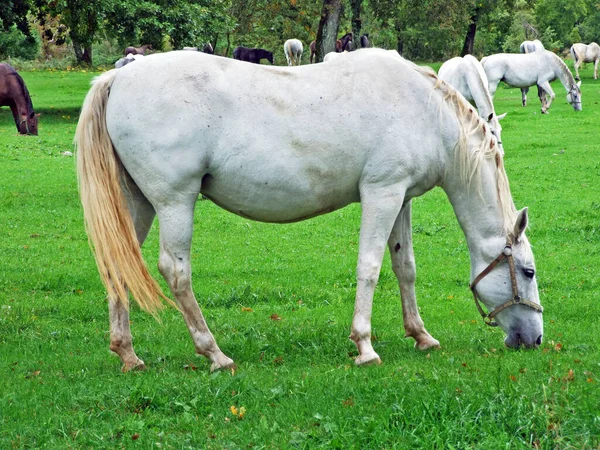 Lipizzan Horses Lipica Stud Farm Lipicanci Pasniku Kobilarne Lipici Sezana — Zdjęcie stockowe