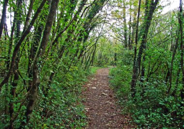 Skocjan Mağara Parkı (Unesco Dünya Mirası) veya Park Skocjanske Cezaevi - Divaca, Slovenya