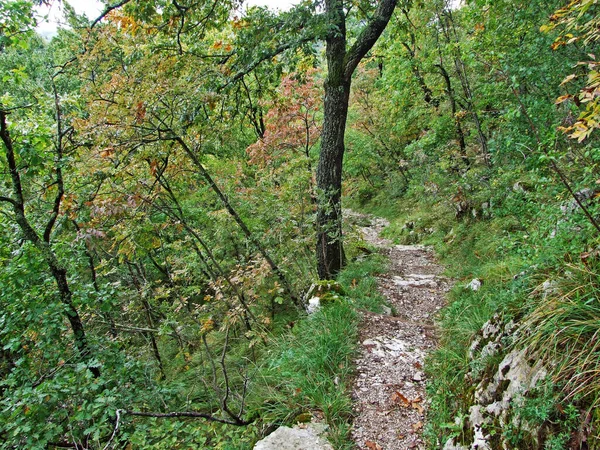 Skocjan Grottor Park Unesco Världsarv Eller Park Skocjanske Jame Divaca — Stockfoto