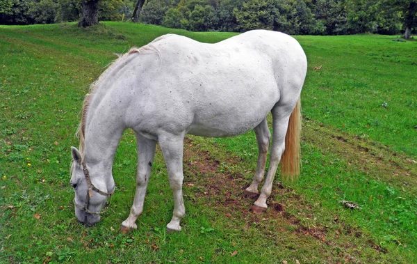 Cavalos Lipizzan Lipica Stud Farm Lipicanci Pasniku Kobilarne Lipici Sezana — Fotografia de Stock