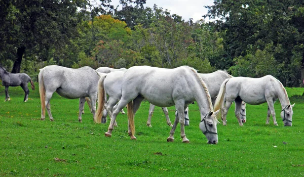 Lipizzan Horses Lipica Stud Farm Lipicanci Pasniku Kobilarne Κατά Lipici — Φωτογραφία Αρχείου