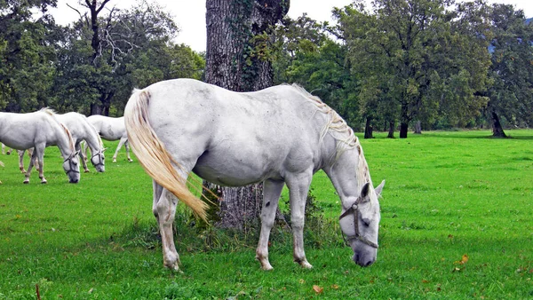 Cavalos Lipizzan Lipica Stud Farm Lipicanci Pasniku Kobilarne Lipici Sezana — Fotografia de Stock