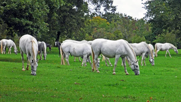 Lipizzan Horses Lipica Stud Farm Lipicanci Pasniku Kobilarne Κατά Lipici — Φωτογραφία Αρχείου