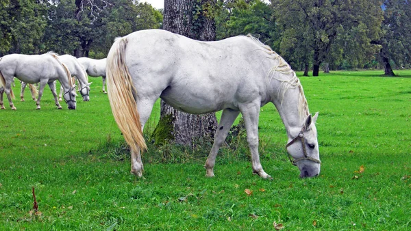 Lipizzan Horses Lipica Stud Farm Lipicanci Pasniku Kobilarne Lipici Sezana — Zdjęcie stockowe