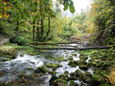 Gorge Rakov Skocjan Vadisi (Rakek veya Notranjski regijski park Rakov Skocjan), Notranjska Bölgesel peyzaj parkı Rakov Skocjan - Cerknica, Slovenya (Slovenya))