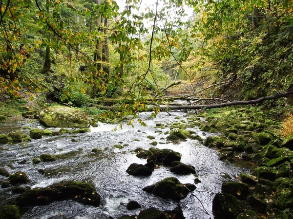 Gorge Rakov Údolí Skocjan Rakek Nebo Notranjski Regijski Park Rakov — Stock fotografie