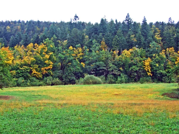 Bosques Árboles Mixtos Valle Rakov Skocjan Rakek Notranjski Regijski Park — Foto de Stock