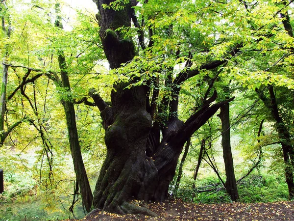 Gemengde Bossen Bomen Rakov Skocjan Vallei Rakek Notranjski Regijski Park — Stockfoto