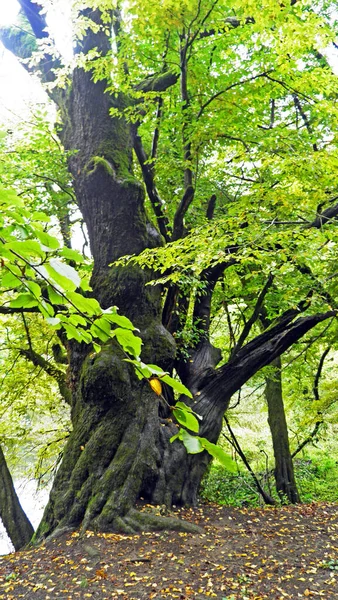 Florestas Árvores Mistas Vale Rakov Skocjan Parque Rakek Notranjski Regijski — Fotografia de Stock