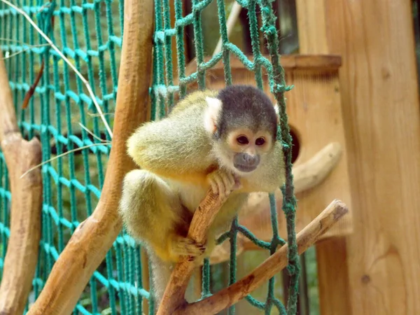 Μαύρη Μαϊμού Σκίουρος Saimiri Boliviensis Der Bolivianische Totenkopfaffe Sajmiri Zoo — Φωτογραφία Αρχείου