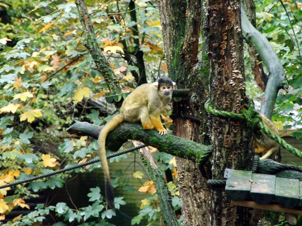 Singe Écureuil Capuchon Noir Saimiri Boliviensis Der Bolivianische Totenkopfaffe Sajmiri — Photo