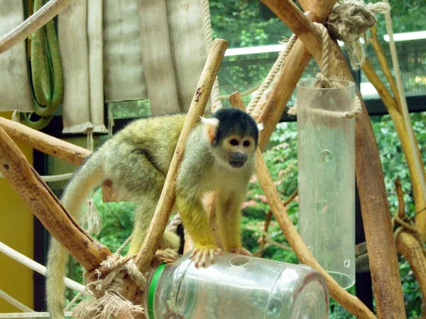 Černá Veverka Saimiri Boliviensis Der Bolivianische Totenkopfaffe Nebo Sajmiri Zoo — Stock fotografie