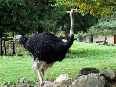 Der Afrikanische Strauss veya Africki Noj - Zoo Ljubljana (Zivalski vrt Ljubljana), Slovenya (Slovenya))
