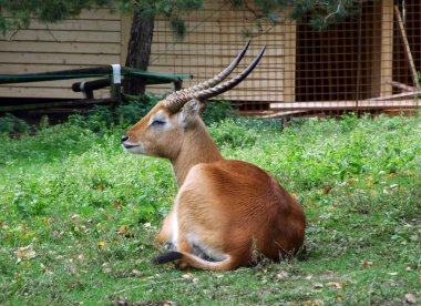 Kafue lechwe (Kobus leche kafuensis), Der Letschwe veya Lici antilopa - Zoo Ljubljana (Zivalski vrt Ljubljana), Slovenya (Slovenya))