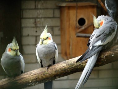 Papağan (Nymphicus hollandicus), Weiro kuşu, Quarrion, Der Nymphensittich veya Nimfa - Zoo Ljubljana (Zivalski vrt Ljubljana), Slovenya (Slovenya))