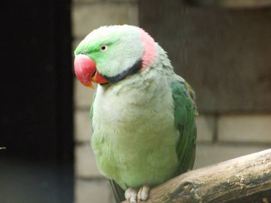Indian Ringneck (Psittacula krameri), Rose-Ringed Parakeet, Ringneck Parakeet, Ring boyunlu muhabbet kuşu, Der Halsbandsittich veya Kleiner Alexandersittich - Zoo Ljubljana (Zivalski vrt Ljubljana), Slovenya (Slovenya))
